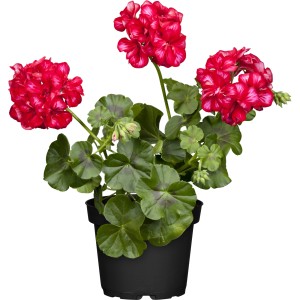 Hängepflanze: GROW by OBI Pelargonie mit roten Blüten im Topf, ca. 10-20 cm hoch.
