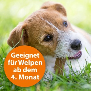 Welpe im Gras, geeignet ab dem 4. Monat. Ardap Zecken- und Flohhalsband für große Hunde.