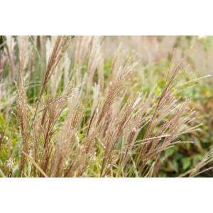 Detailaufnahme von Miscanthus Sinensis Sarabande Chinaschilf mit filigranen Blütenständen.
