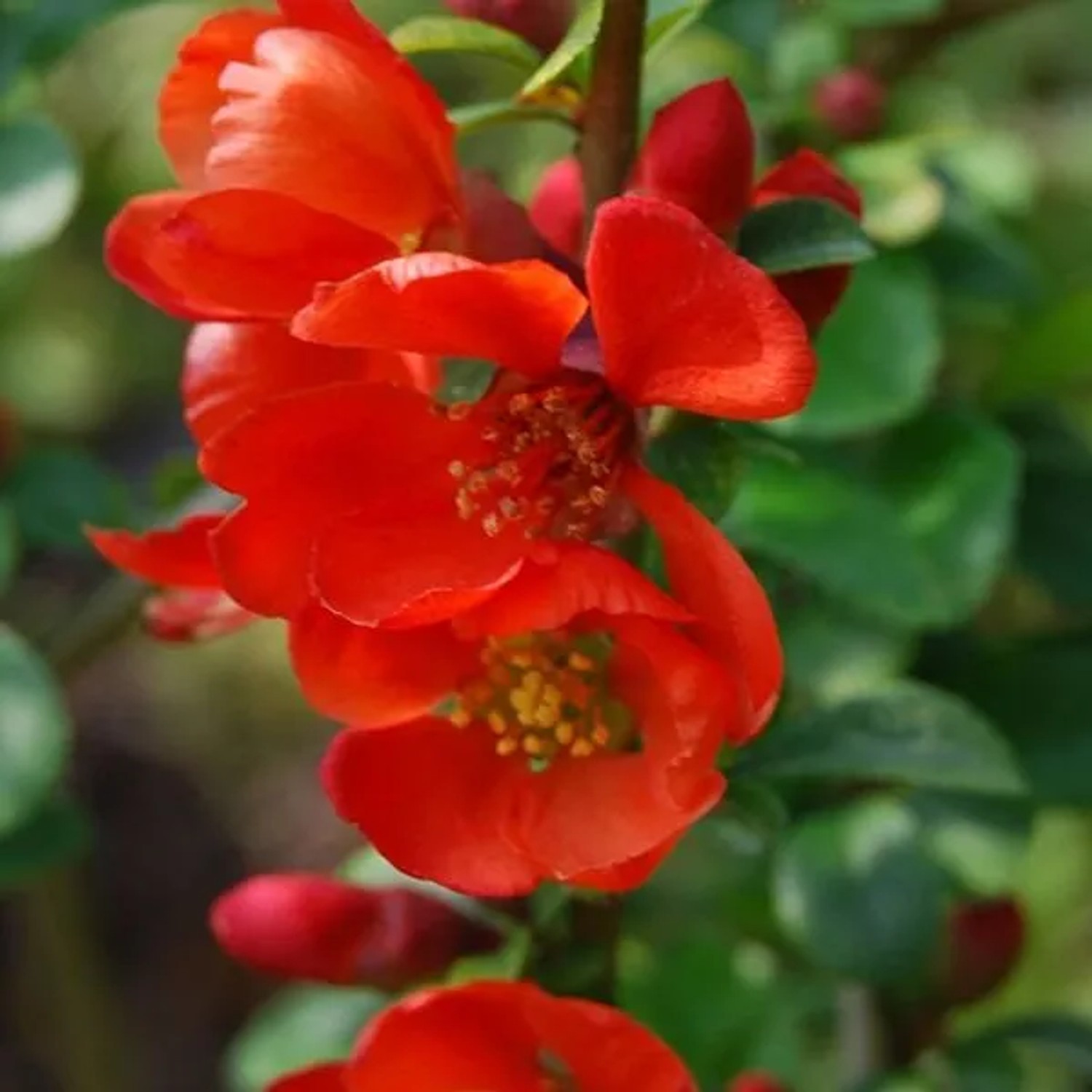 Zierquitte 'Sargentii' Chaenomeles japonica 30 bis 40 cm im Container Fruchttragend