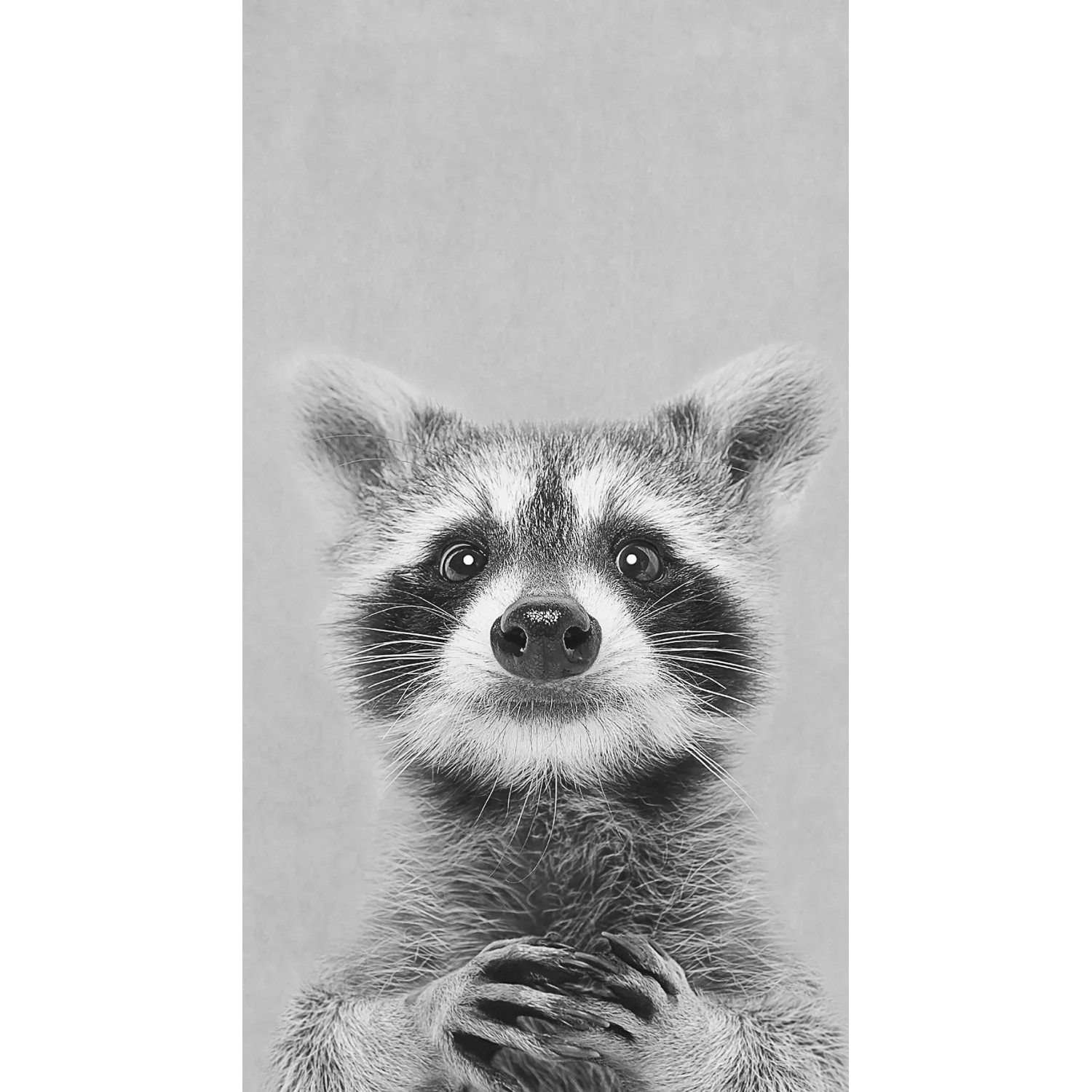 Pro Art Dekopanel Young Racoon 30 cm x 15 cm