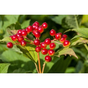 Nahaufnahme: Rote Beeren des Gewöhnlichen Schneeballs (Viburnum Opulus) vor grünem Laub.