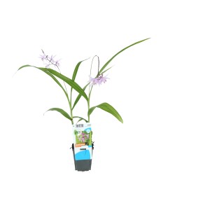 Gartenorchidee Bletilla striata im 9 cm Topf mit zarten, hellvioletten Blüten und grünen Blättern.