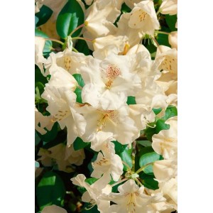 Nahaufnahme des Rhododendron Williamsianum Gartendirektor Rieger mit zartrosa Blüten und grünen Blättern.