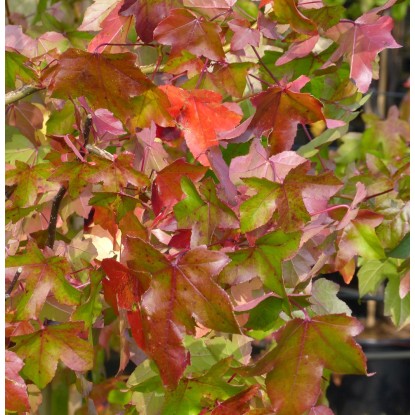 KugelAmberbaum "Gumball" Stammhöhe 180 cm Topf ca. 50 l Liquidambar