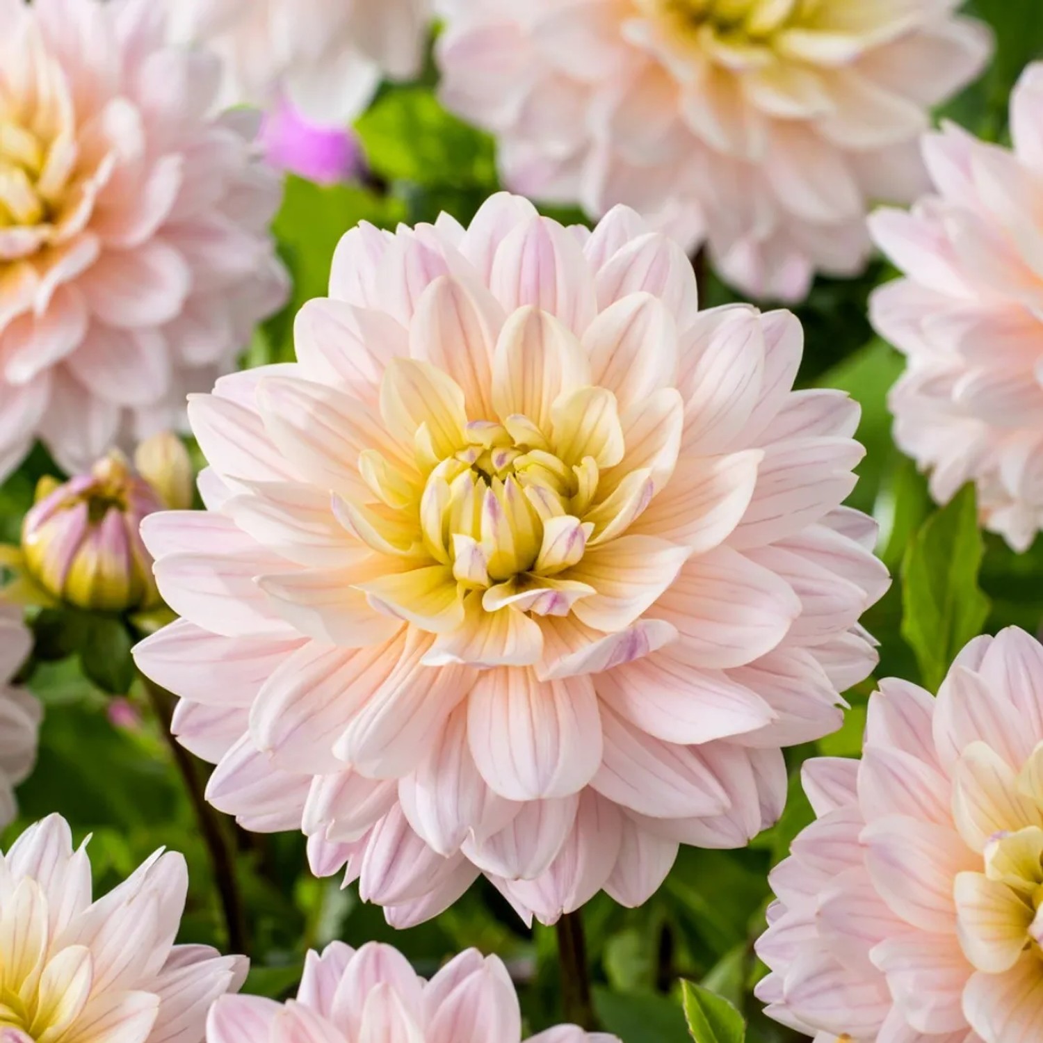 Plant In A Box Dahlie X3  Dahlia 'Diana's Memory' Höhe 10cm Ø1 Bunt