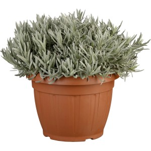 Lavendel Hidcote Blue im Topf (ca. 25 cm Ø). Duftende Küchenkräuter für Beet und Balkon.