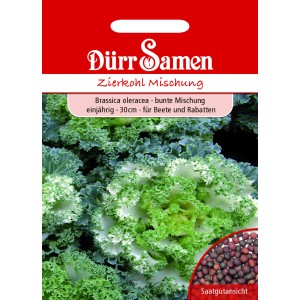Dürr Samen Zierkohl, bunte Mischung für Beet und Rabatte. Einjährige Zierpflanze.