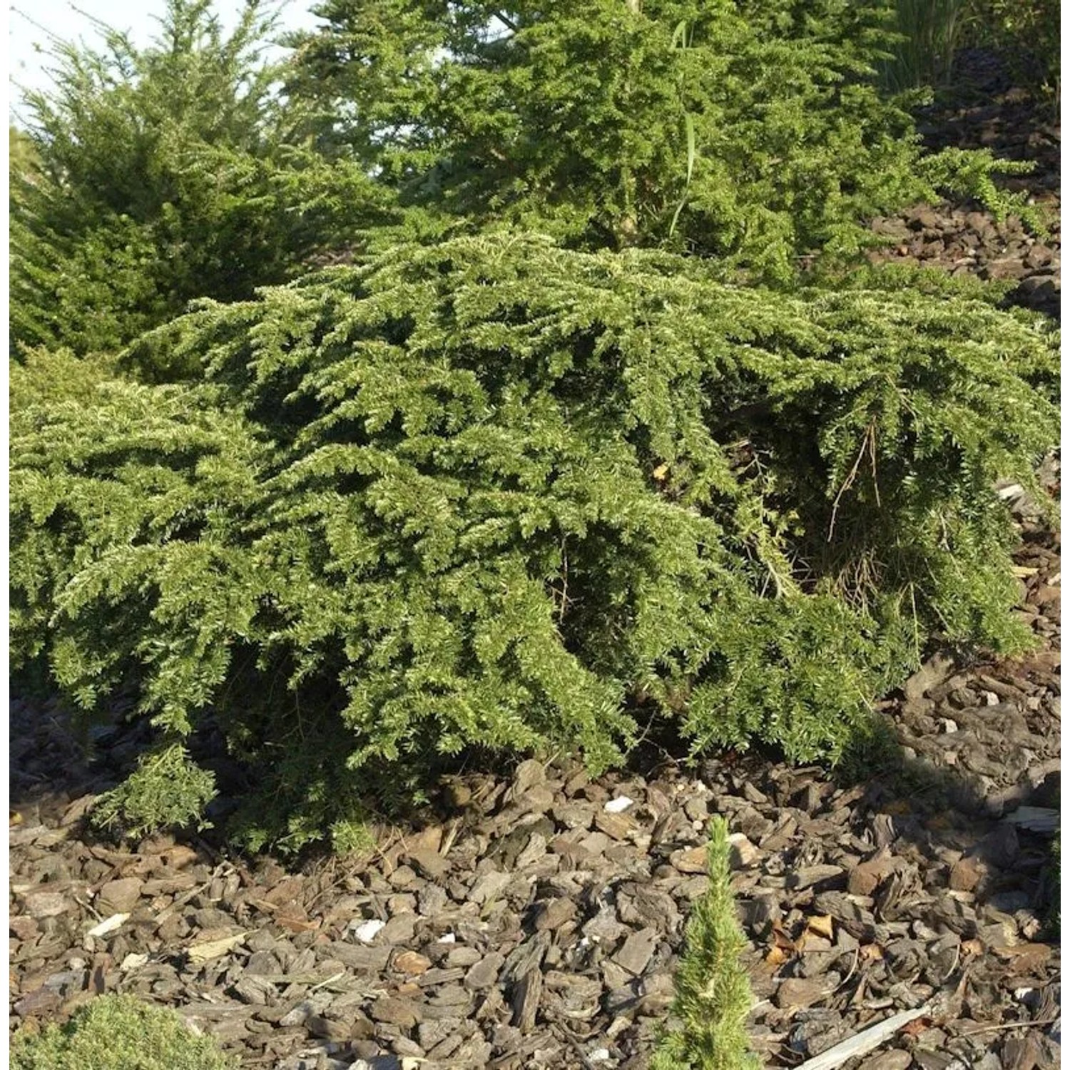 Kanadische Hemlocktanne Gracilis 40-60cm - Tsuga canadensis