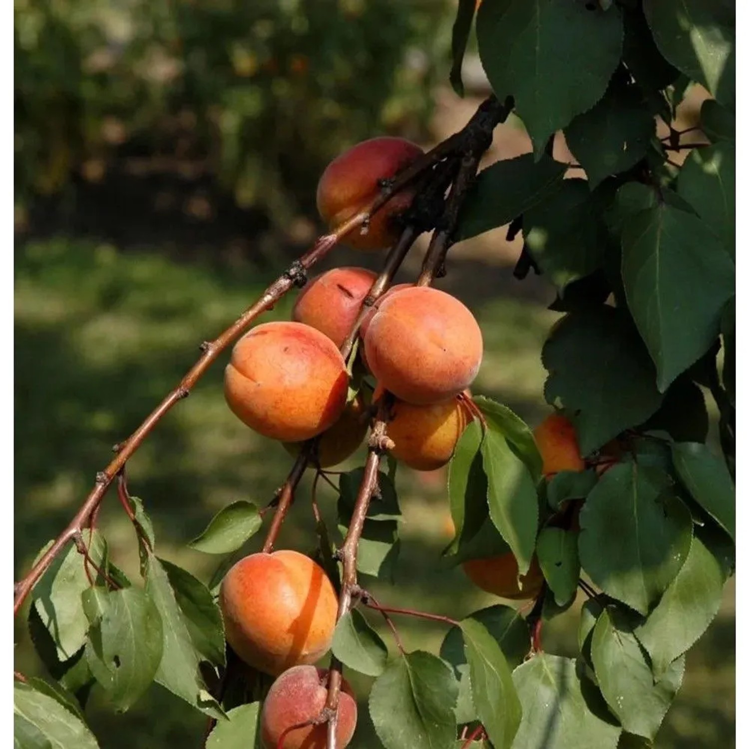 Aprikose Harcot 60-80cm - Prunus armeniaca