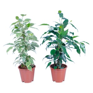 Zwei Birkenfeigen (Ficus Benjamina) im Topf, eine mit grün-weißen Blättern, die andere mit dunkelgrünen Blättern.