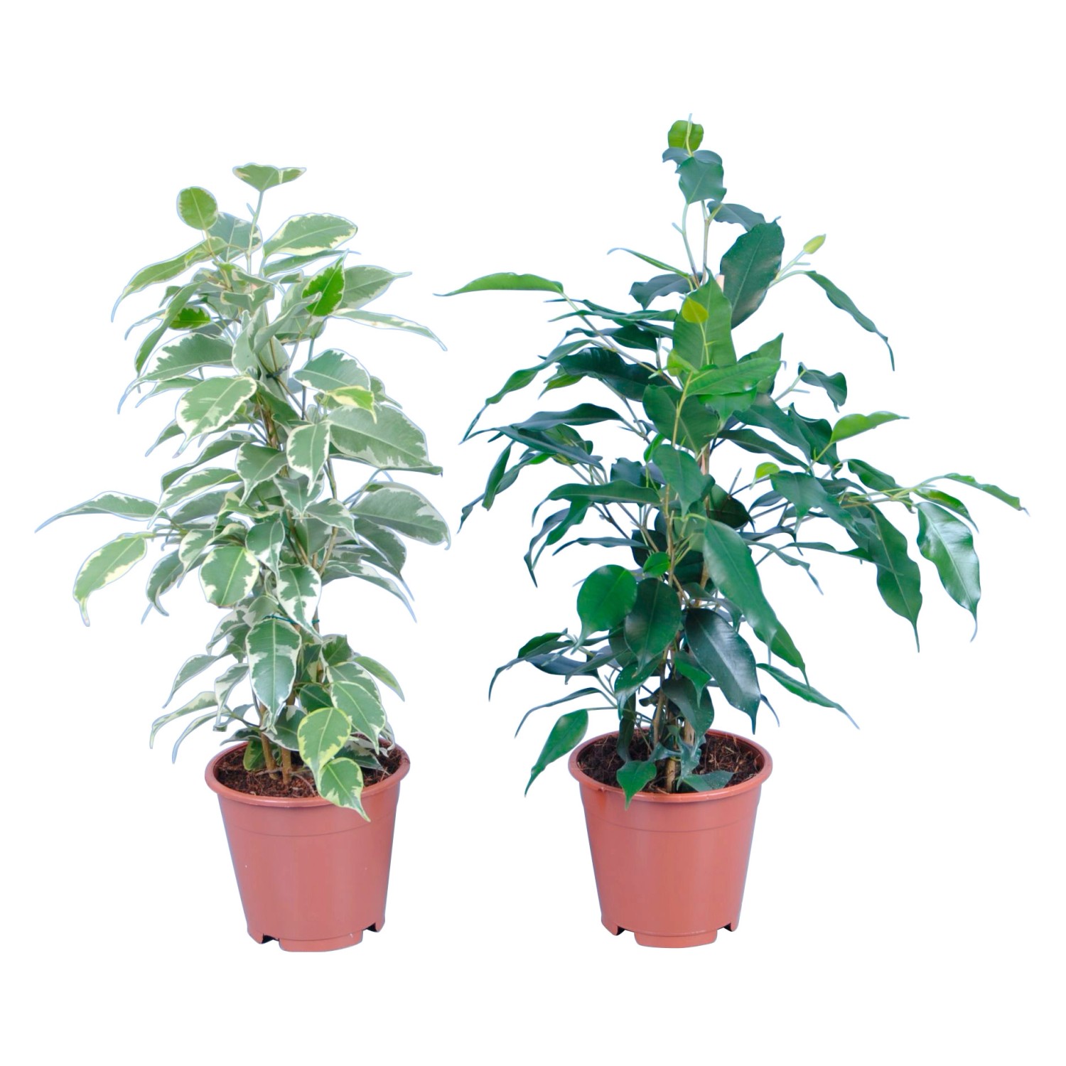 GROW by OBI Birkenfeige Topf Ø ca. 14 cm Ficus Benjamina kaufen bei OBI