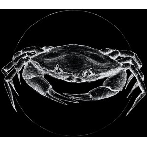 Komar Wandbild Crab Black 50x70 cm: Weißer Krebs auf schwarzem Hintergrund.