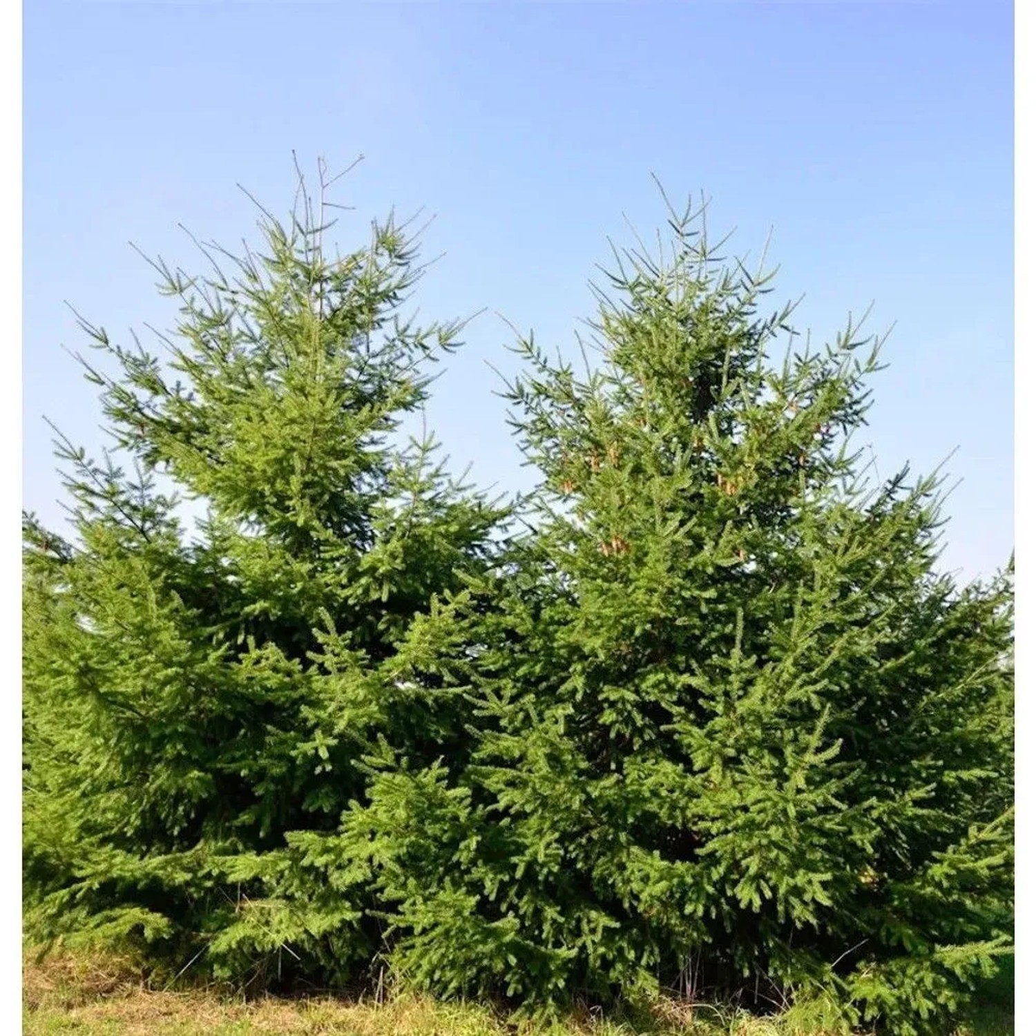 Douglasfichte 40-60cm - Pseudotsuga menziesii