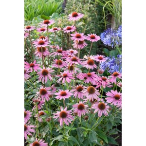 Roter Sonnenhut 'Rubinstern' (Echinacea purpurea) mit rubinroten Blüten im Gartenbeet.