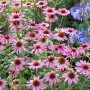 Roter Sonnenhut 'Rubinstern' (Echinacea purpurea) mit rubinroten Blüten im Gartenbeet.