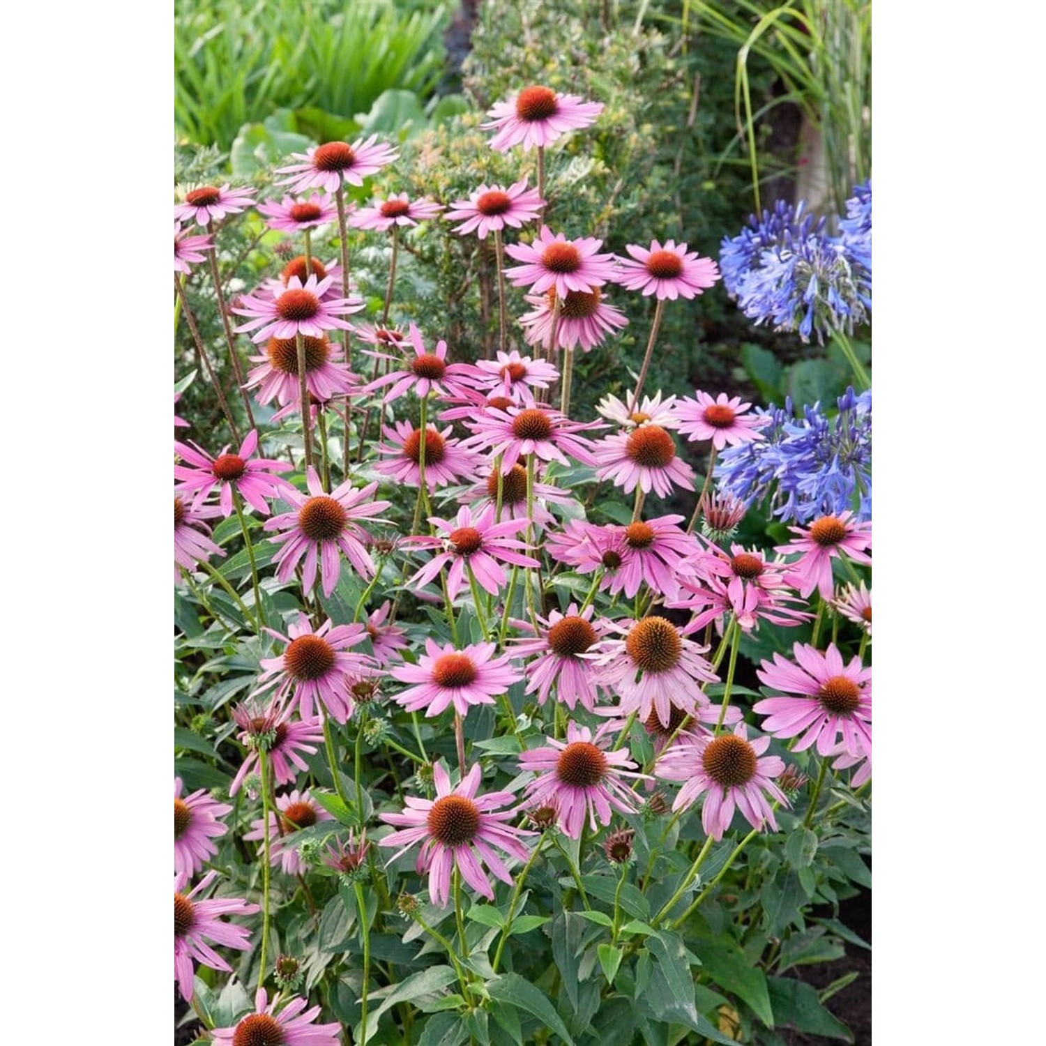 Echinacea Purpurea Rubinstern Roter Sonnenhut Ca. 9x9 cm Topf günstig online kaufen