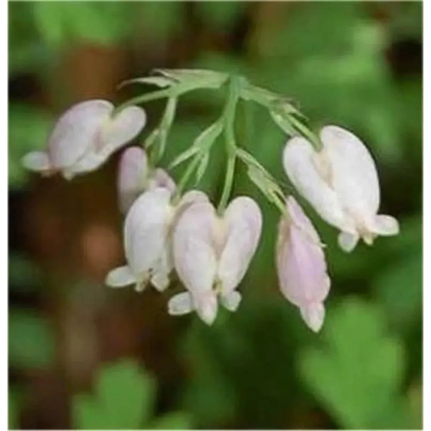 Zwergherzblume Aurora - Dicentra formosa