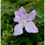 Nahaufnahme einer hellvioletten Waldrebe Blue Angel Blüte mit grünen Blättern.