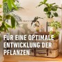 Verschiedene Zimmerpflanzen auf alten Koffern und einem Pflanzenständer, Text im Vordergrund.