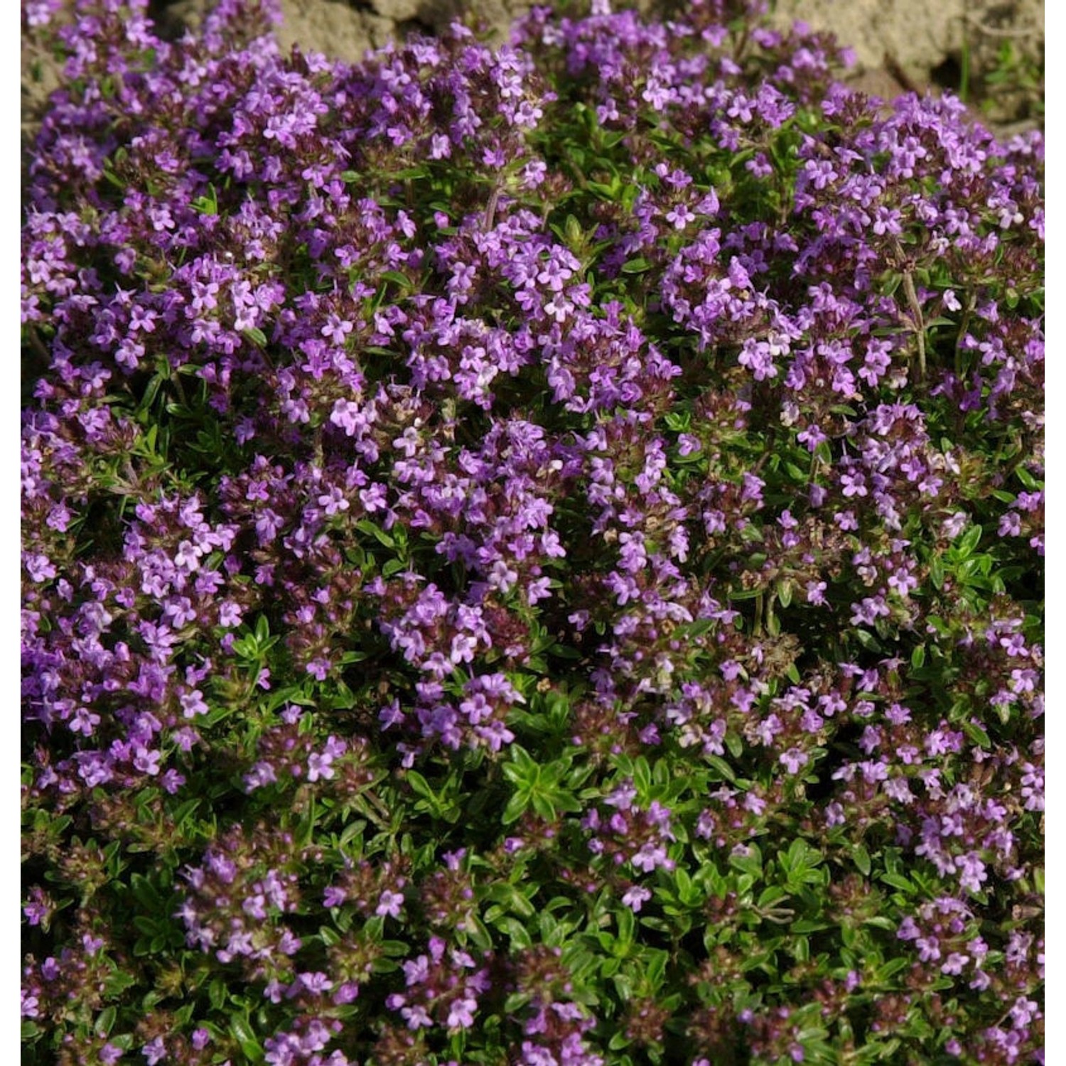 Teppich Thymian Purpurteppich - Thymus praecox günstig online kaufen