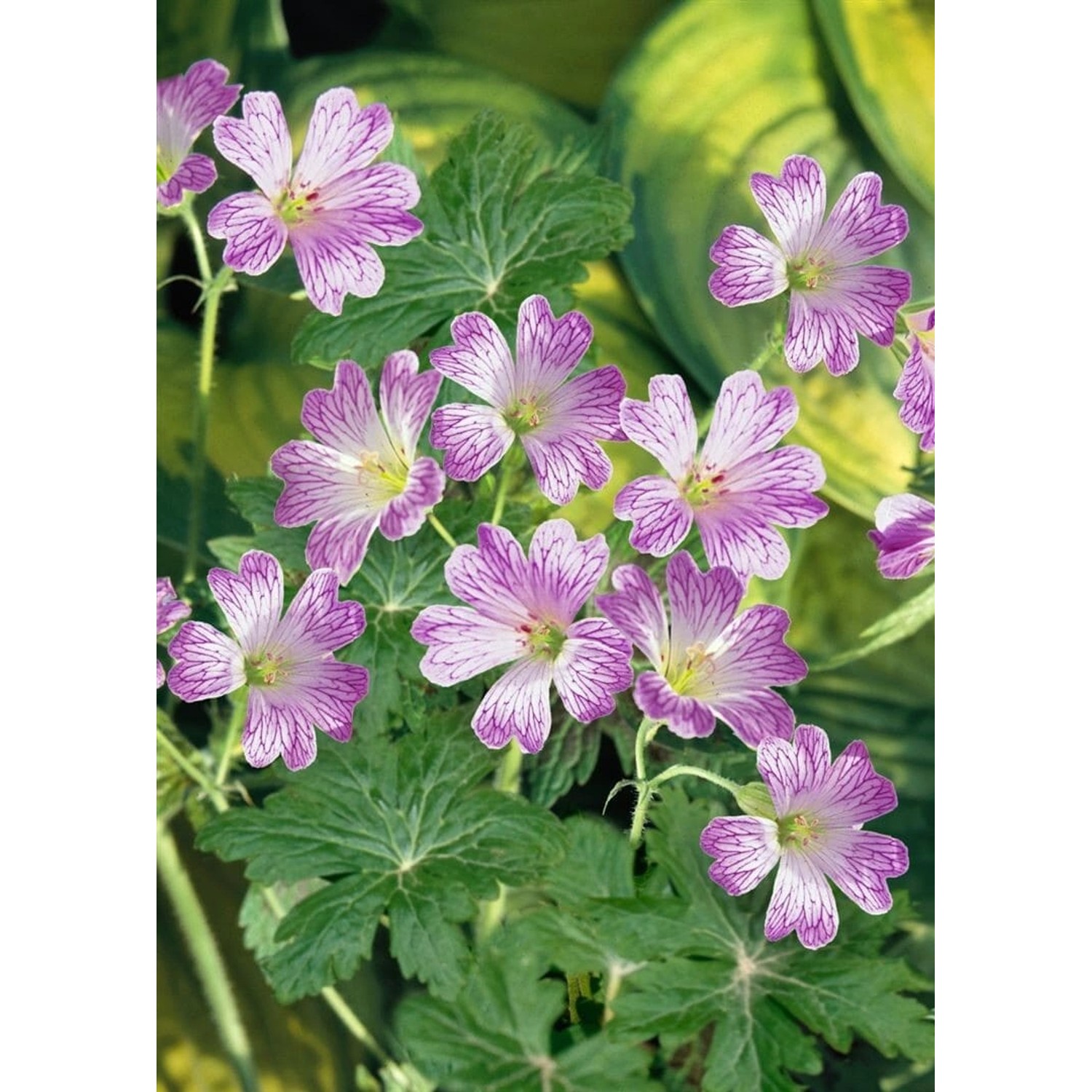 Geranium Versicolor Buntlaubiger Storchschnabel Ca. 9x9 cm Topf günstig online kaufen