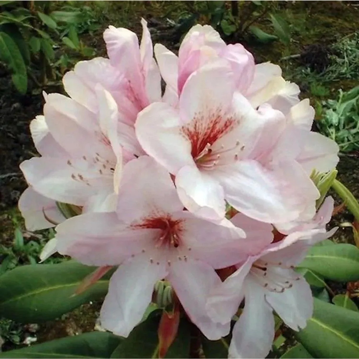 Großblumige Rhododendron Paola 50-60cm - Alpenrose