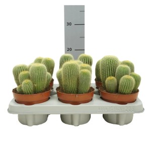 Exotenherz Goldenes Fass Kaktus (Notocactus leninghausii) im 12cm Topf.