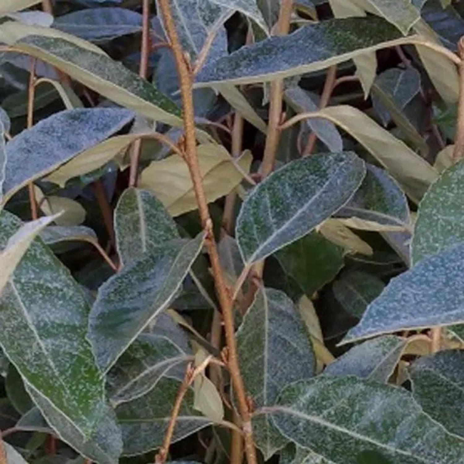 Ölweide Elaeagnus ebbingei 60 bis 80 cm im Container Immergrün