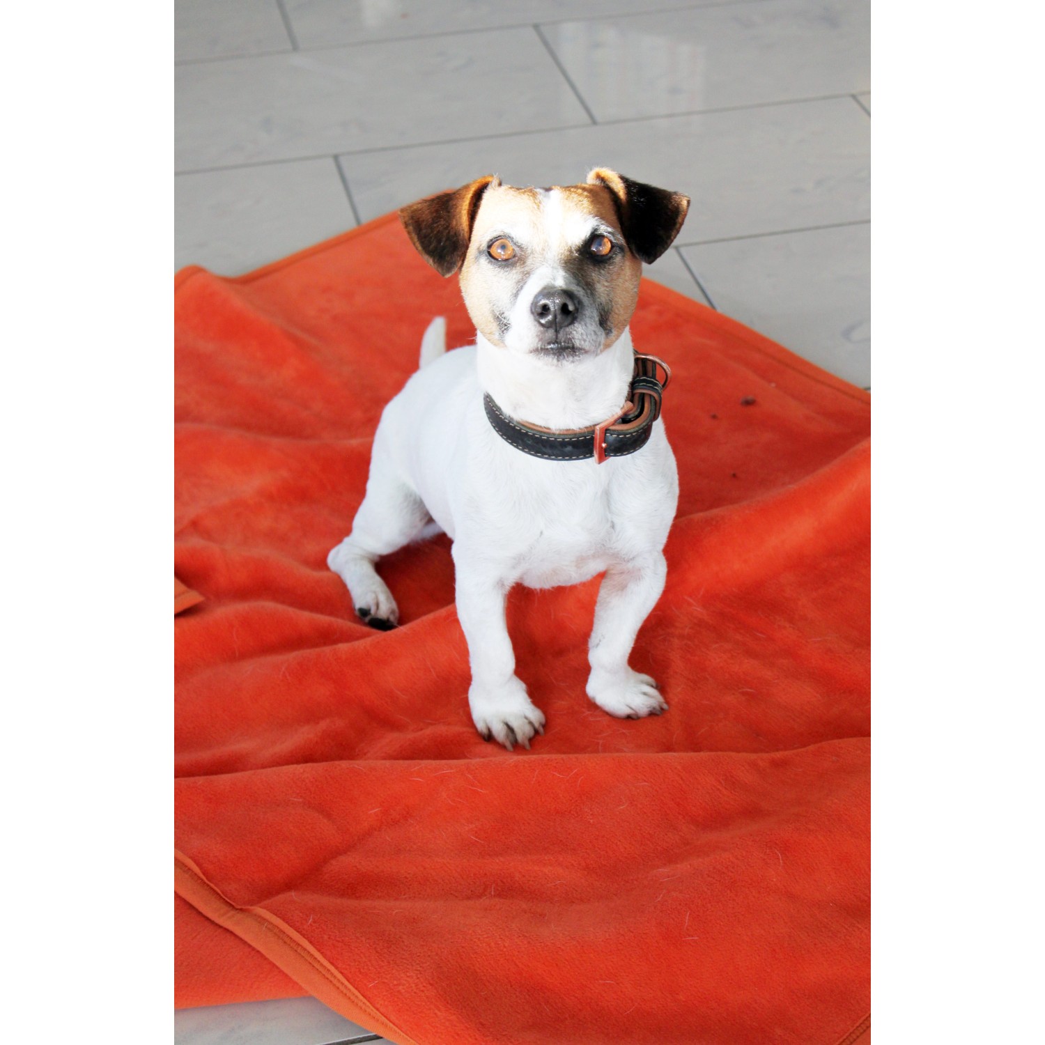 Hund auf terracottafarbener Heim Kuscheldecke 100x140 cm. Kochfeste Hundedecke für Komfort und Wärme.