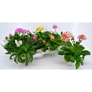 GROW by OBI Bergpflanze Lewisia cotyledon im Topf, verschiedene Farben.
