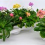 GROW by OBI Bergpflanze Lewisia cotyledon im Topf, verschiedene Farben.