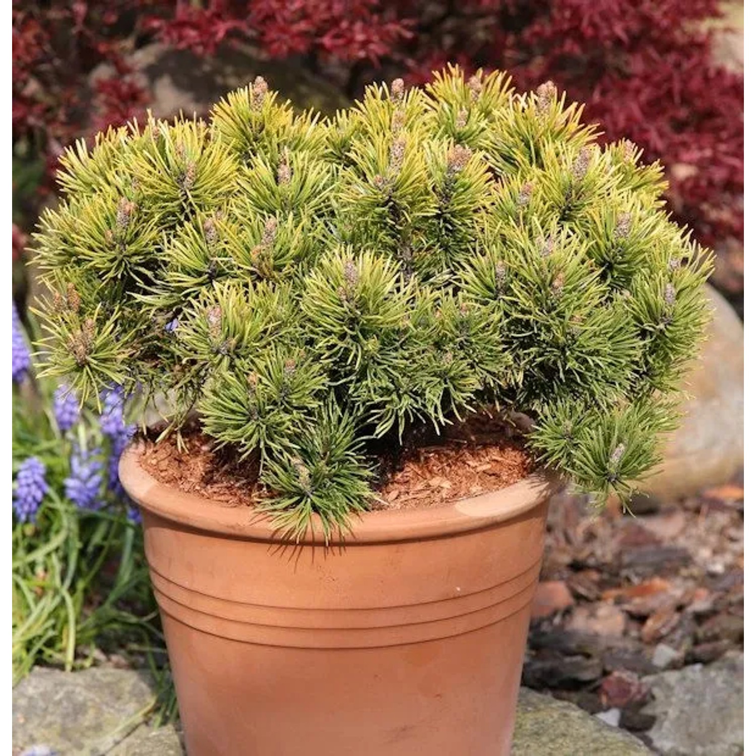 Wintergelbe Zwergbergkiefer 70-80cm - Pinus mugo