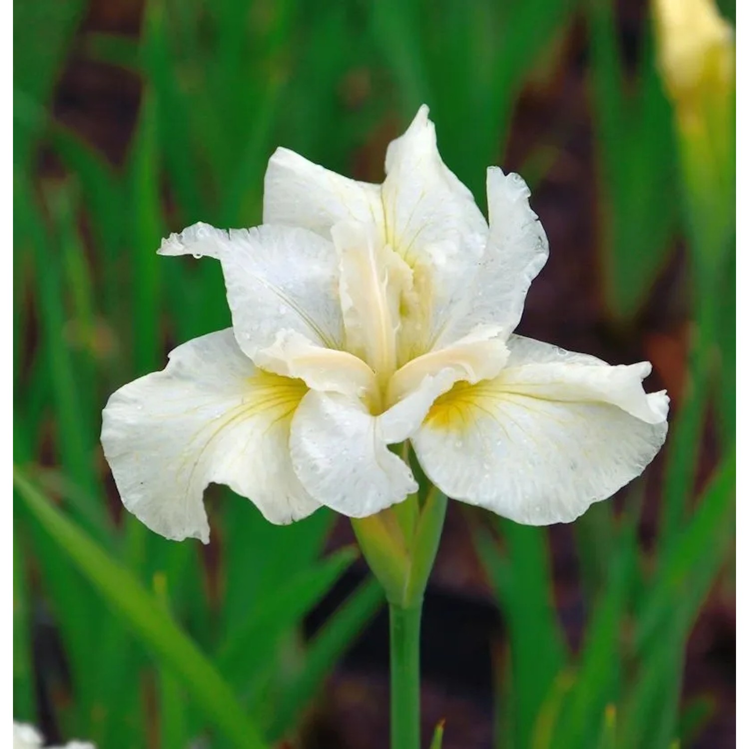 Sibirische Wieseniris White Horse - Iris sibirica