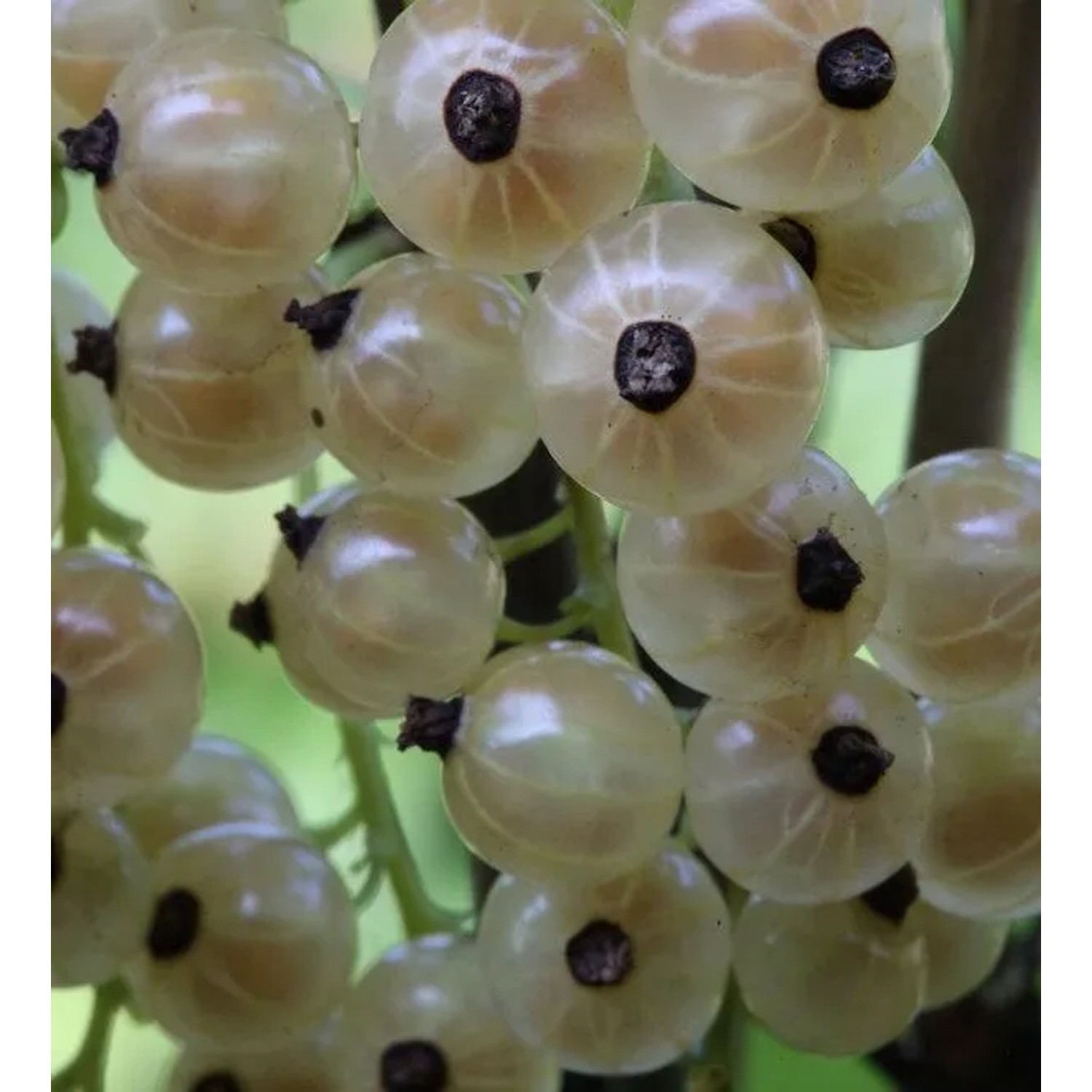 Hochstamm Weiße Johannisbeere Weiße Versailler 60-80cm - Ribes nigrum