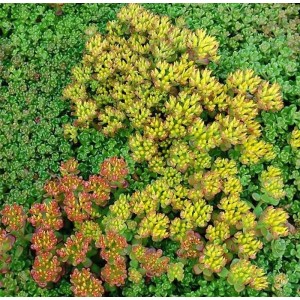 Oregon-Fetthenne Sedum oreganum mit gelben und roten Blüten als Bodendecker im Garten.