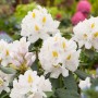 Blühender, weißer Rhododendron Cunninghams White von GROW by OBI im Garten.