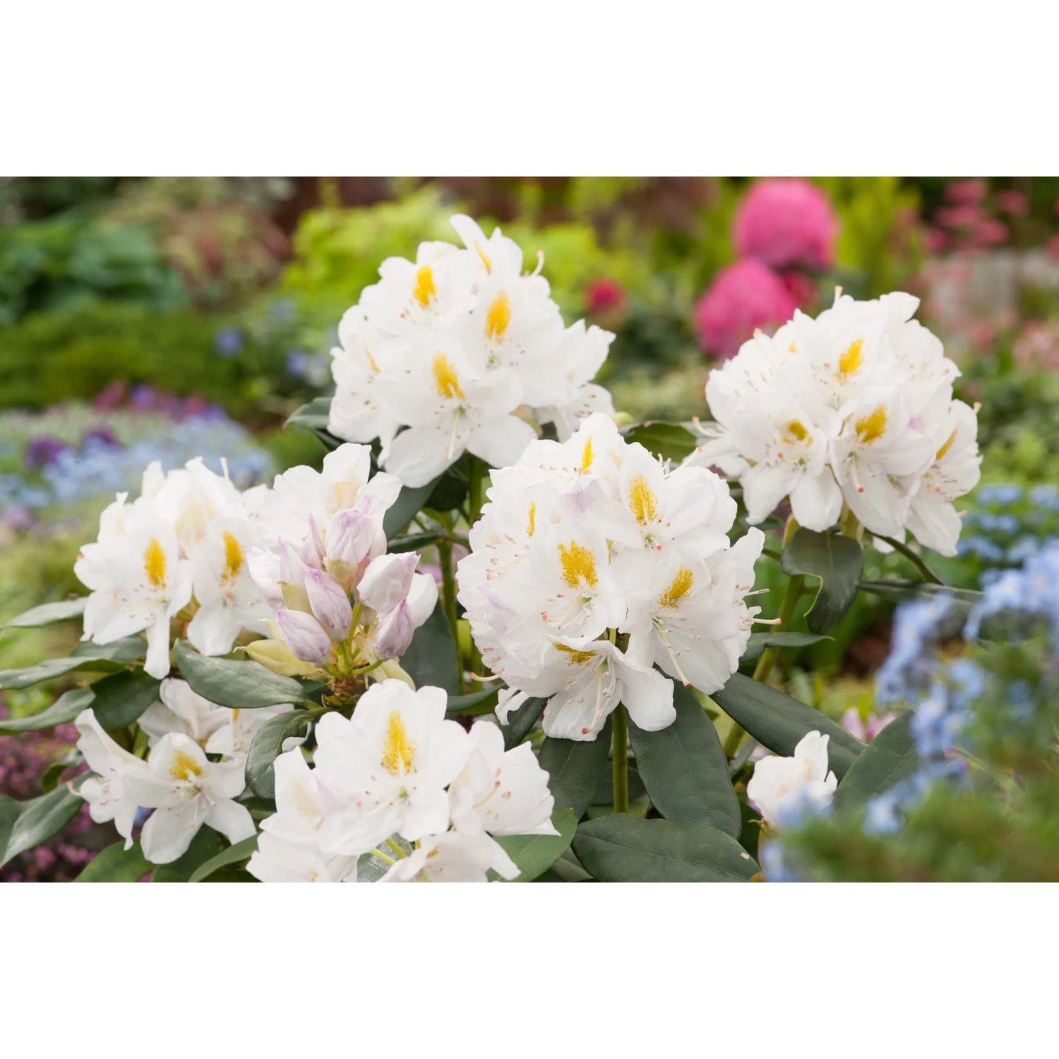 GROW by OBI Rhododendron Pflanze Cunninghams White wei 20-30 cm 5 l kaufen  bei OBI