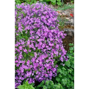 Blühender, lila Teppichphlox (Phlox subulata 'Purple Beauty') im Garten.