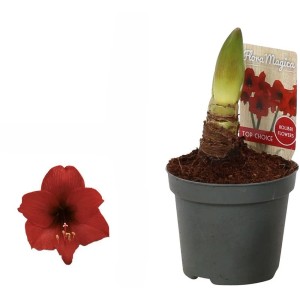 Amaryllis Rot Topf-Ø ca. 9 cm Hippeastrum