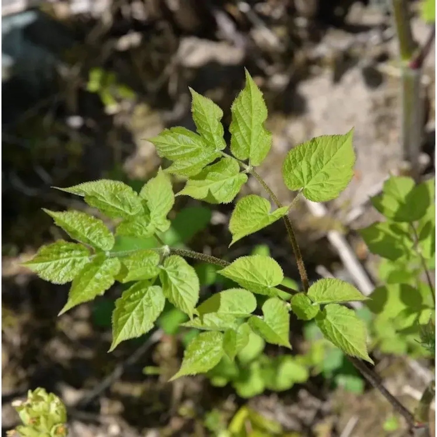 Aralie Sun King - Aralia cordata