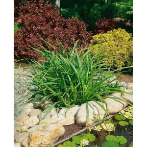 Immergrüne Hänge-Segge Carex pendula im Garten mit Teich und Steinen.