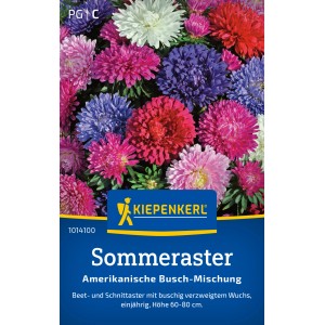 Kiepenkerl Sommeraster Amerikanische Busch-Mischung mit Blüten in verschiedenen Farben.