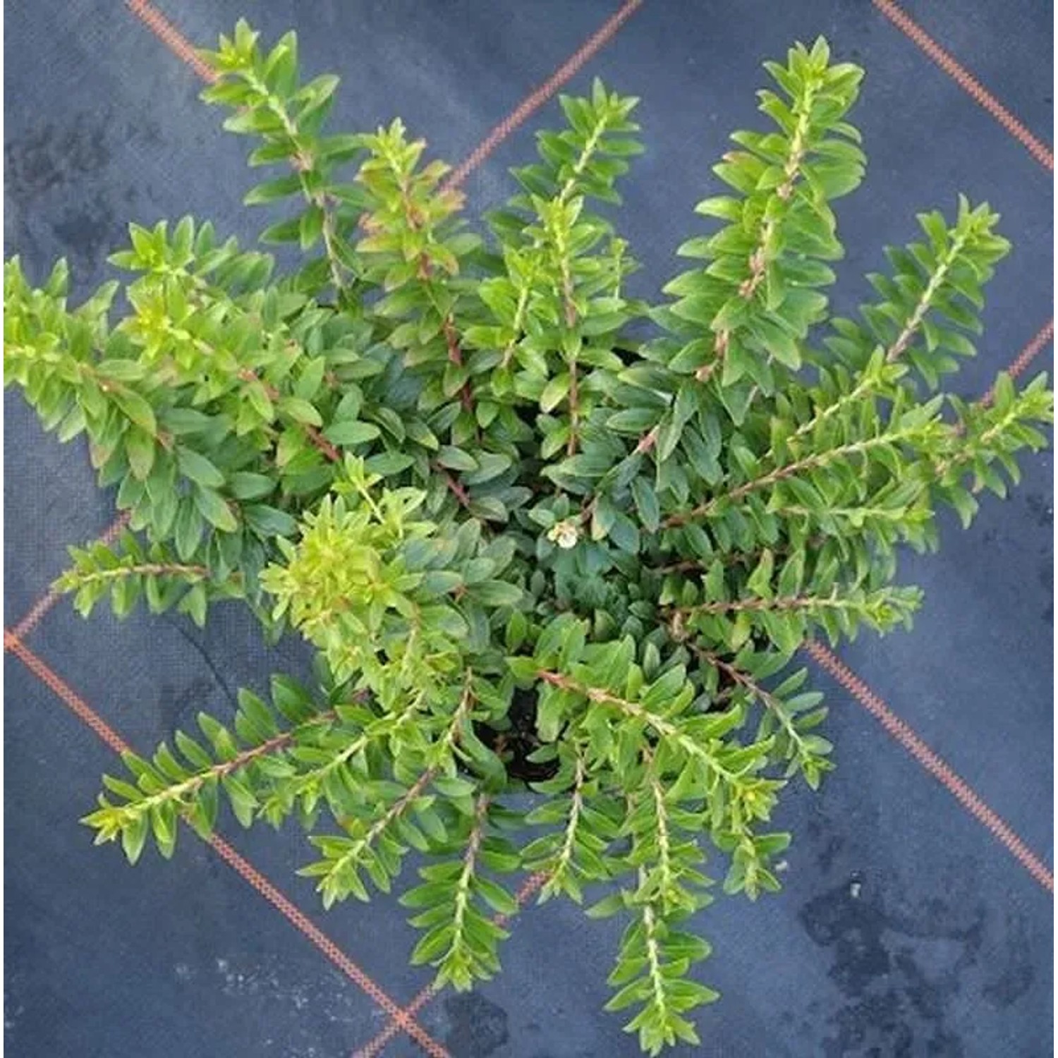 Scheinbeere Itona 20-25cm - Gaultheria Itona