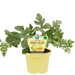 Blu Bio-Mango-Melone im Topf, ca. 12 cm. Süße Melone mit Mangoaroma für sonnige Standorte.
