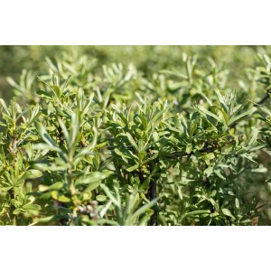 Hippophae Rhamnoides Sirola Sanddorn, 60–100 cm, mit grünem Laub.