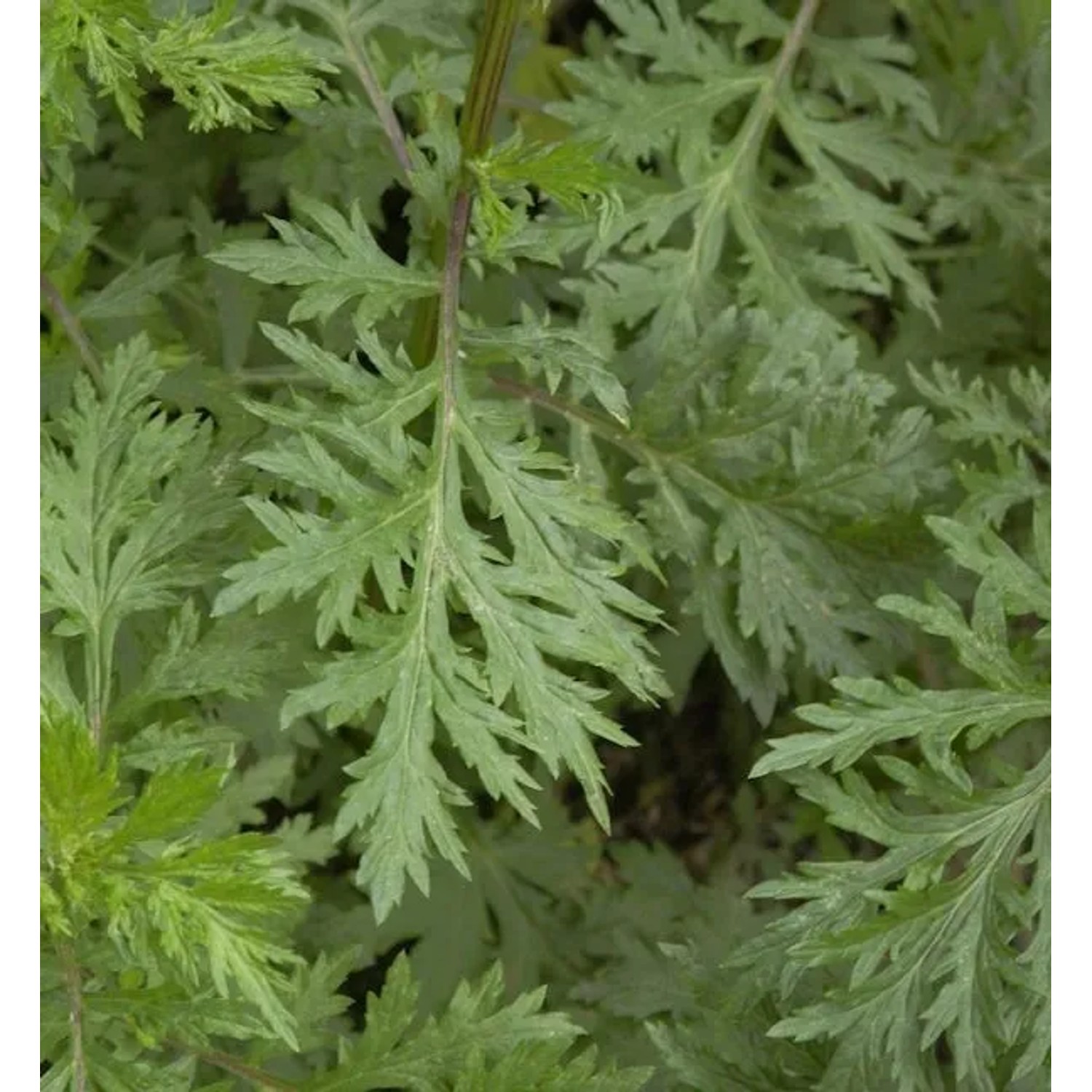 Beifuß - Artemisia vulgaris