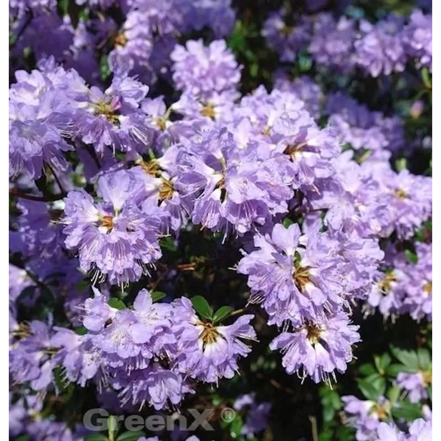 Zwerg Rhododendron Bluebird 25-30cm - Zwerg Alpenrose