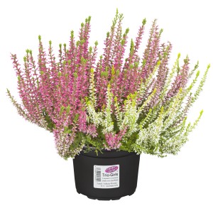 Knospenheide 'Golden Berries Trio' im Topf, lila, rosa und weiße Blüten.