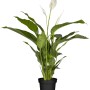 Einblatt "Sweet Lauretta" im Topf, Zimmerpflanze mit weißen Blüten.